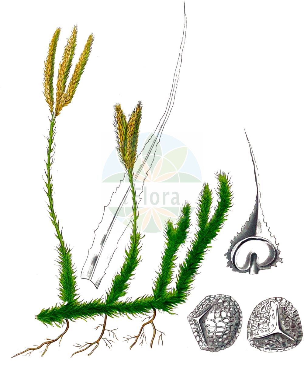 Historische Abbildung von Lycopodium clavatum (Keulen-Bärlapp - Stag's-horn Clubmoss). Das Bild zeigt Blatt, Bluete, Frucht und Same. ---- Historical Drawing of Lycopodium clavatum (Keulen-Bärlapp - Stag's-horn Clubmoss). The image is showing leaf, flower, fruit and seed.(Lycopodium clavatum,Keulen-Bärlapp,Stag's-horn Clubmoss,Lycopodium clavatum,Lycopodium lagopus,Keulen-Baerlapp,Schlangenmoos,Drudenfuss,Wolfsraute,Stag's-horn Clubmoss,Common Clubmoss,One-cone Clubmoss,Running Clubmoss,Ground Pine,Lycopodium,Bärlapp,Clubmoss,Lycopodiaceae,Bärlappgewächse,Clubmoss family,Blatt,Bluete,Frucht,Same,leaf,flower,fruit,seed,Kohl (1891-1895))