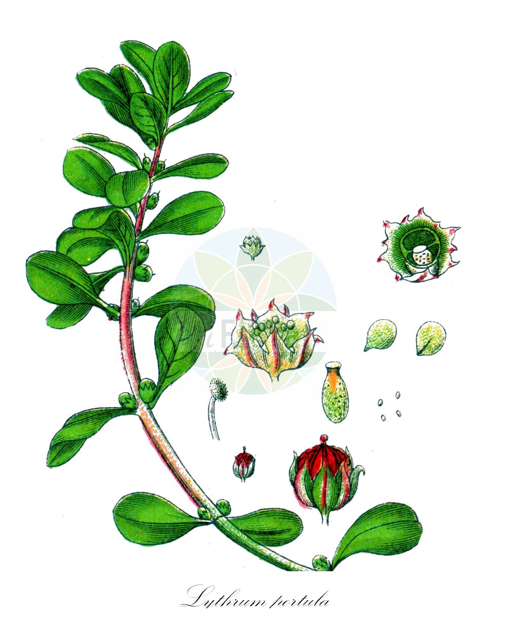 Historische Abbildung von Lythrum portula (Sumpfquendel - Water-purslane). Das Bild zeigt Blatt, Bluete, Frucht und Same. ---- Historical Drawing of Lythrum portula (Sumpfquendel - Water-purslane). The image is showing leaf, flower, fruit and seed.(Lythrum portula,Sumpfquendel,Water-purslane,Lythrum portula,Peplis longidentata,Peplis portula,Sumpfquendel,Gewoehnlicher Sumpfquendel,Water-purslane,Spatula-leaf Loosestrife,Lythrum,Weiderich,Loosestrife,Lythraceae,Blutweiderichgewächse,Loosestrife family,Blatt,Bluete,Frucht,Same,leaf,flower,fruit,seed,Sturm (1796f))