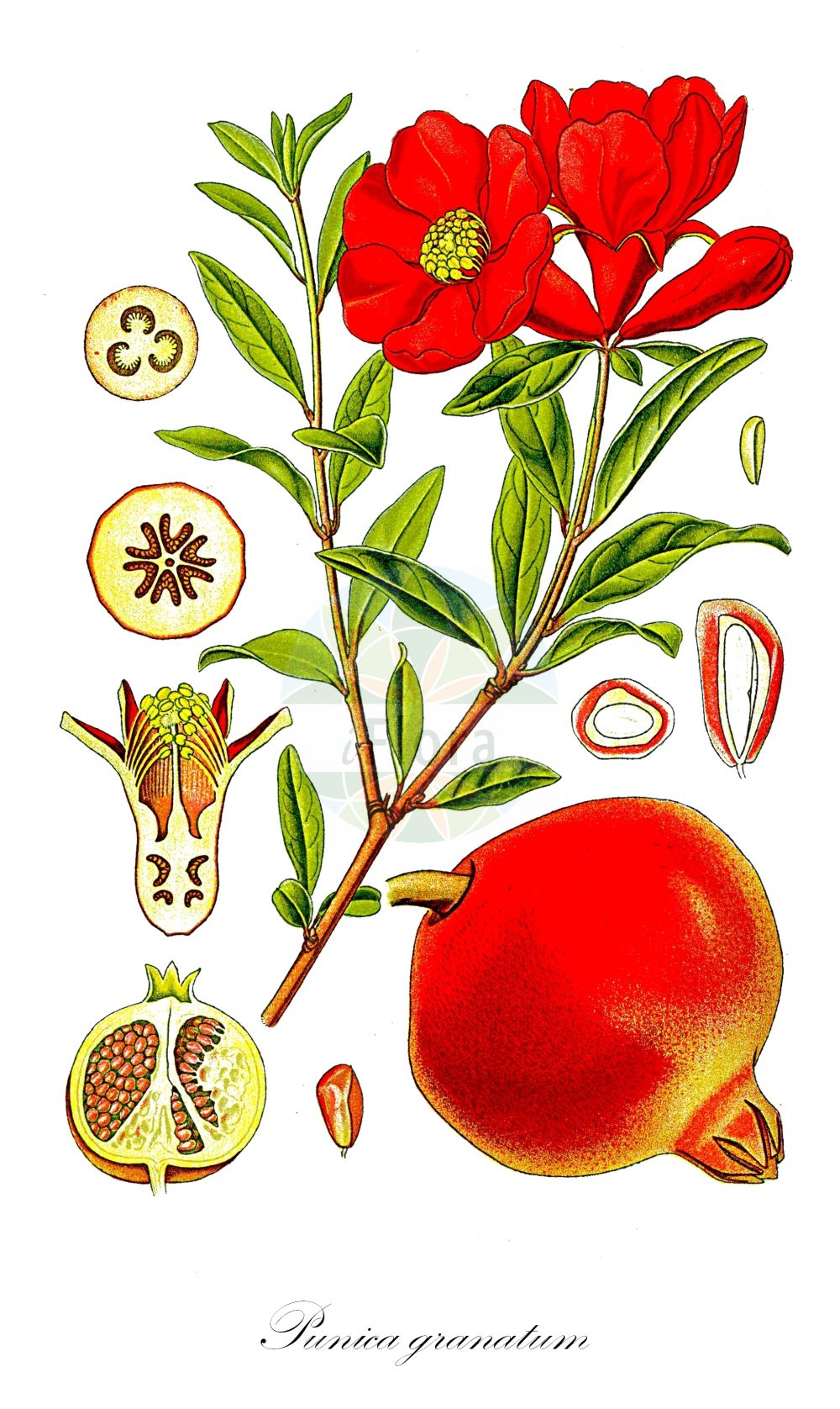 Historische Abbildung von Punica granatum. ---- Historical Drawing of Punica granatum.(Punica granatum,Punica granatum,Punica,Lythraceae,Blutweiderichgewächse,Loosestrife family,Thomé (1885))