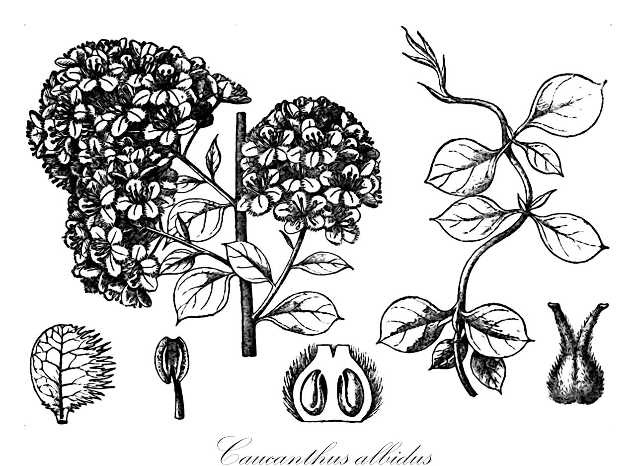 Caucanthus albidus - Malpighiaceae,Plantae,Pteridobiotina,Angiosperms,Malpighiales,Malpighiaceae,Caucanthus,Caucanthus albidus,Caucanthus chiovendae, Diaspis albida