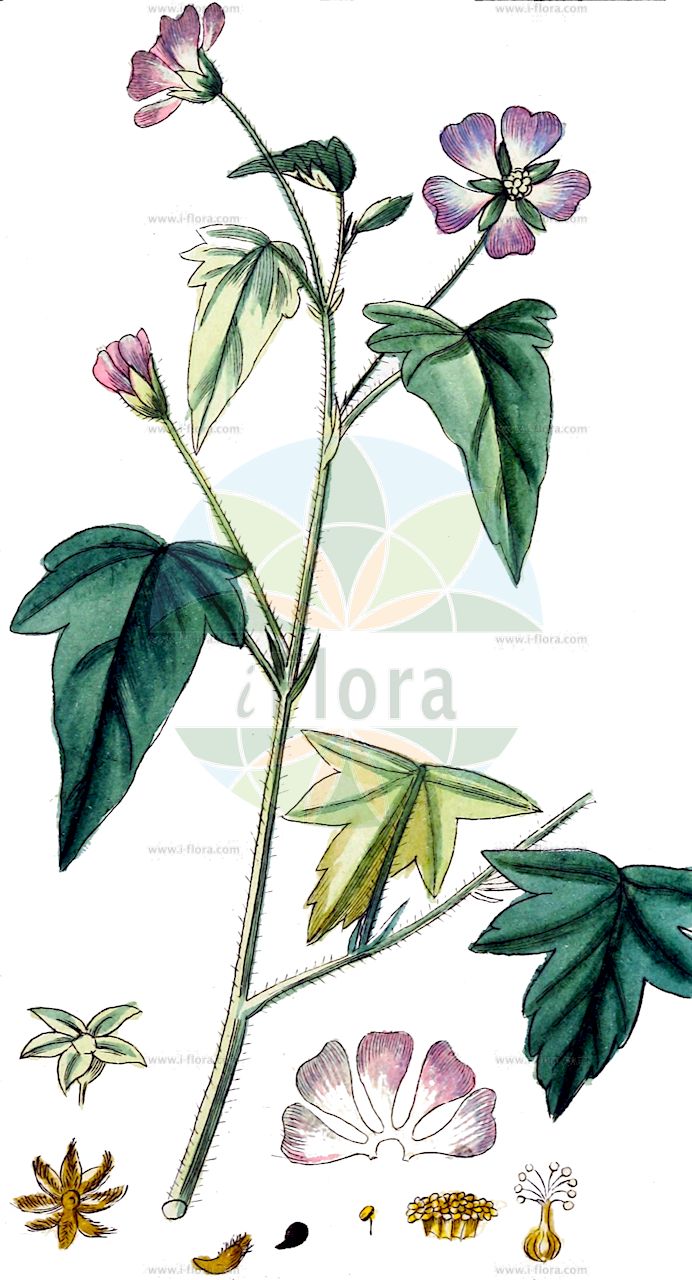 Anoda cristata - Malvaceae,Plantae,Pteridobiotina,Angiosperms,Malvales,Malvaceae,Anoda,Anoda cristata,Anoda acerifolia var. minoriflora, Anoda arizonica, Anoda arizonica var. digitata, Anoda brachyantha, Anoda cristata var. albiflora, Anoda cristata var. brachyantha, Anoda cristata var. cristata, Anoda cristata var. digitata, Anoda cristata var. typica, Anoda dilleniana, Anoda fernandeziana, Anoda hastata, Anoda incarnata, Anoda lavateroides, Anoda populifolia, Anoda triangularis, Anoda triangularis var. digitata, Anoda triloba, Cavanillea hastata, Sida centrota, Sida cristata, Sida deltoidea, Sida dilleniana, Sida hastata, Sida mexicana, Sida quinqueangulata, Sida quinqueloba, Sida suberosa, Sida triangularis,Kamm-Sommermalve;Anode;violeta;fleur de mameselle;campanilla morada;malva cimarrona;malvilla;violeta de monte;malva abrisa;malvavisca;quesillo;violeta;amapolita;malva de campo;malva quesillo;straalvrucht;glansmalva;anoda kędzierzawa;mizuiroaoi;nishikiaoi;ニシキアオイ;ミズイロアオイ;vad pamut;anoda hřebenitá;anóda;anodah metzyetzet;אָנוֹדָה מְצֻיֶּצֶת