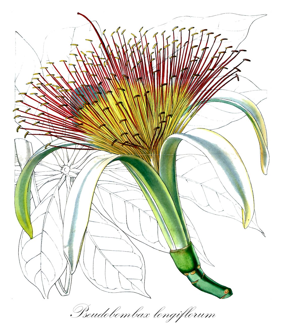 Pseudobombax longiflorum - Malvaceae,Plantae,Pteridobiotina,Angiosperms,Malvales,Malvaceae,Pseudobombax,Pseudobombax longiflorum,Bombax contorquipetalum, Bombax cyathophorum var. latifoliatum, Bombax cyathophorum var. latifoliolatum, Bombax cyathophorum var. longipes, Bombax elegans, Bombax heteromorphum, Bombax hilarianum, Bombax longiflorum, Bombax longiflorum f. elegans, Bombax longiflorum f. multifoliatum, Bombax longiflorum f. multifoliolatum, Bombax longiflorum var. emarginatum, Bombax rusbyi, Carolinea longiflora, Carolinea macrantha, Pachira longiflora, Pachira macrantha, Pachira macrantha, Pseudobombax heteromorphum