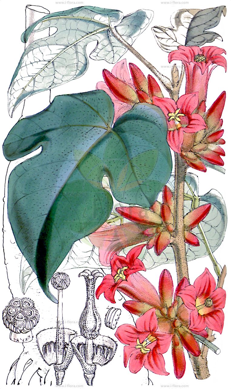 Brachychiton bidwillii - Malvaceae,Plantae,Pteridobiotina,Angiosperms,Malvales,Malvaceae,Brachychiton,Brachychiton bidwillii,Clompanus bidwillii, Sterculia bidwillii, Sterculia pubescens