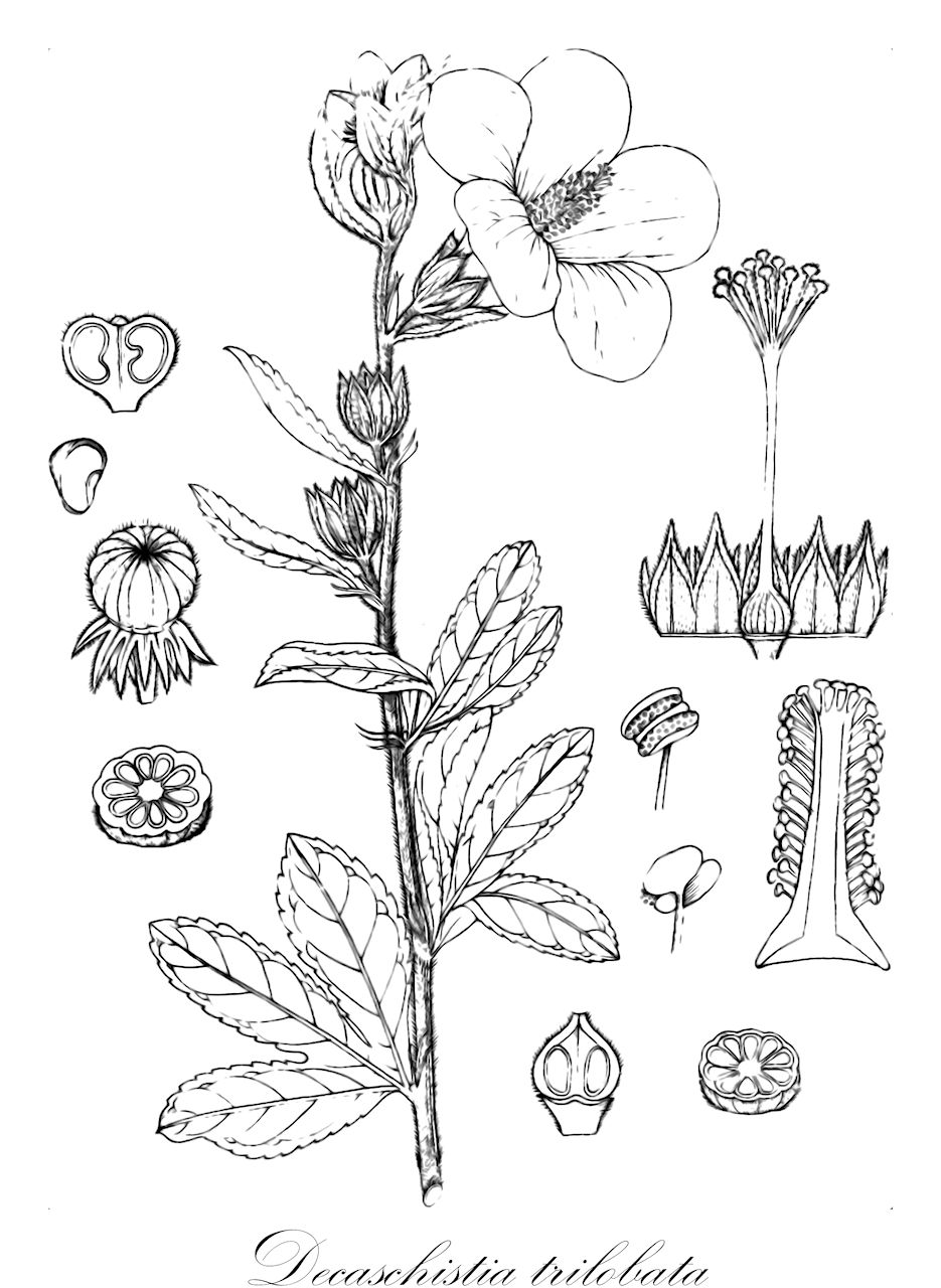 Decaschistia trilobata - Malvaceae,Plantae,Pteridobiotina,Angiosperms,Malvales,Malvaceae,Decaschistia,Decaschistia trilobata