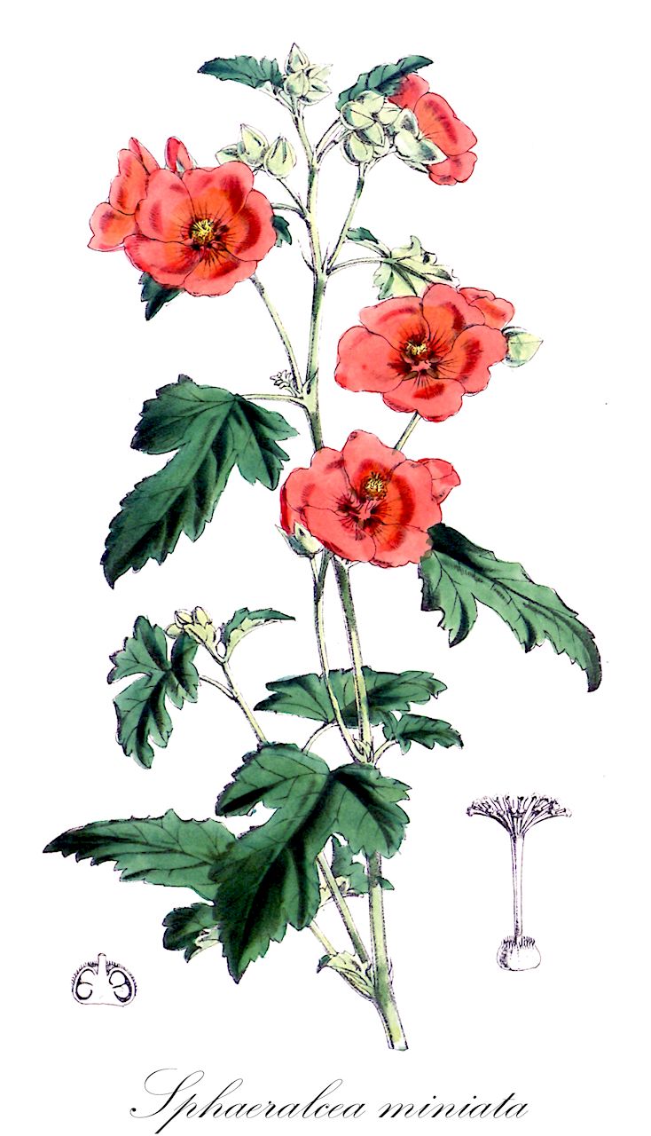 Sphaeralcea miniata - Malvaceae,Plantae,Pteridobiotina,Angiosperms,Malvales,Malvaceae,Sphaeralcea,Sphaeralcea miniata,Malva erodiifolia, Malva gilliesii, Malva miniata, Malvastrum erodiifolium, Sphaeralcea miniata var. inquilina, Sphaeroma miniatum