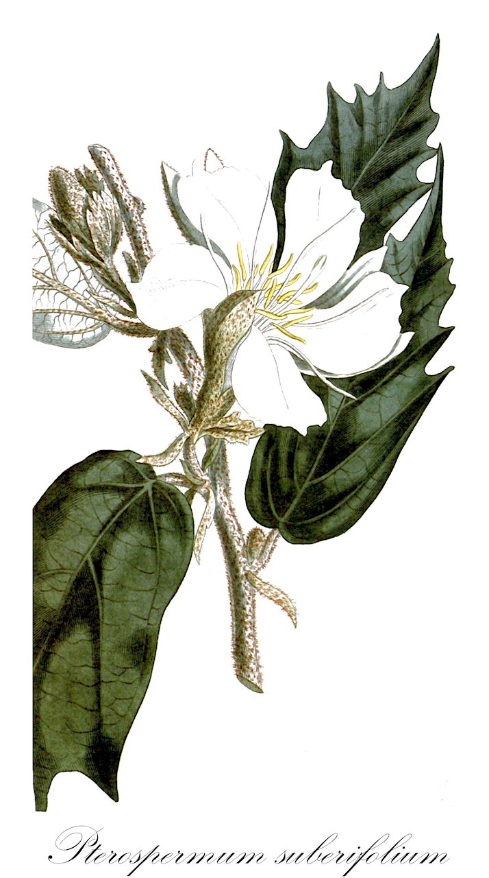 Pterospermum suberifolium - Malvaceae,Plantae,Pteridobiotina,Angiosperms,Malvales,Malvaceae,Pterospermum,Pterospermum suberifolium