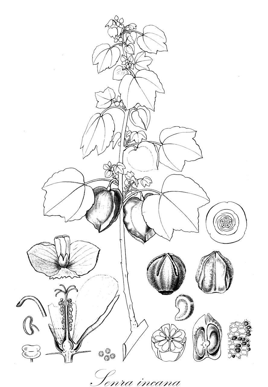 Senra incana - Malvaceae,Plantae,Pteridobiotina,Angiosperms,Malvales,Malvaceae,Senra,Senra incana,Dumreichera arabica, Gossypium bakeri, Senra arabica, Senra bakeri, Senra incana subsp. migiurtinorum, Senra incana var. scassellatii, Senra nubica, Senra nubica var. microphylla, Senra nubica var. scassellatii, Senra zoes, Serraea arabica, Serraea incana, Serraea nubica, Serraea rupestris, Serraea zoeae