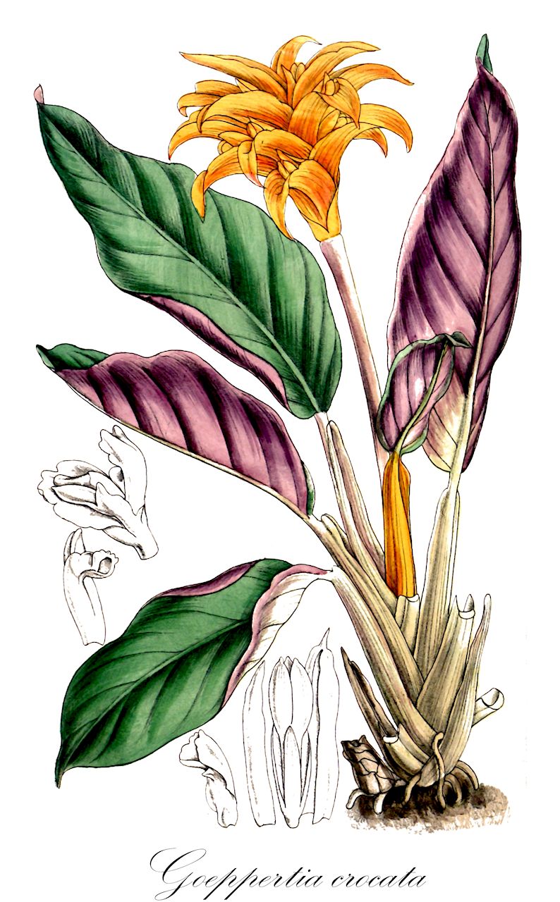 Goeppertia crocata - Marantaceae,Plantae,Pteridobiotina,Angiosperms,Zingiberales,Marantaceae,Goeppertia,Goeppertia crocata,Calathea crocata, Phyllodes crocata