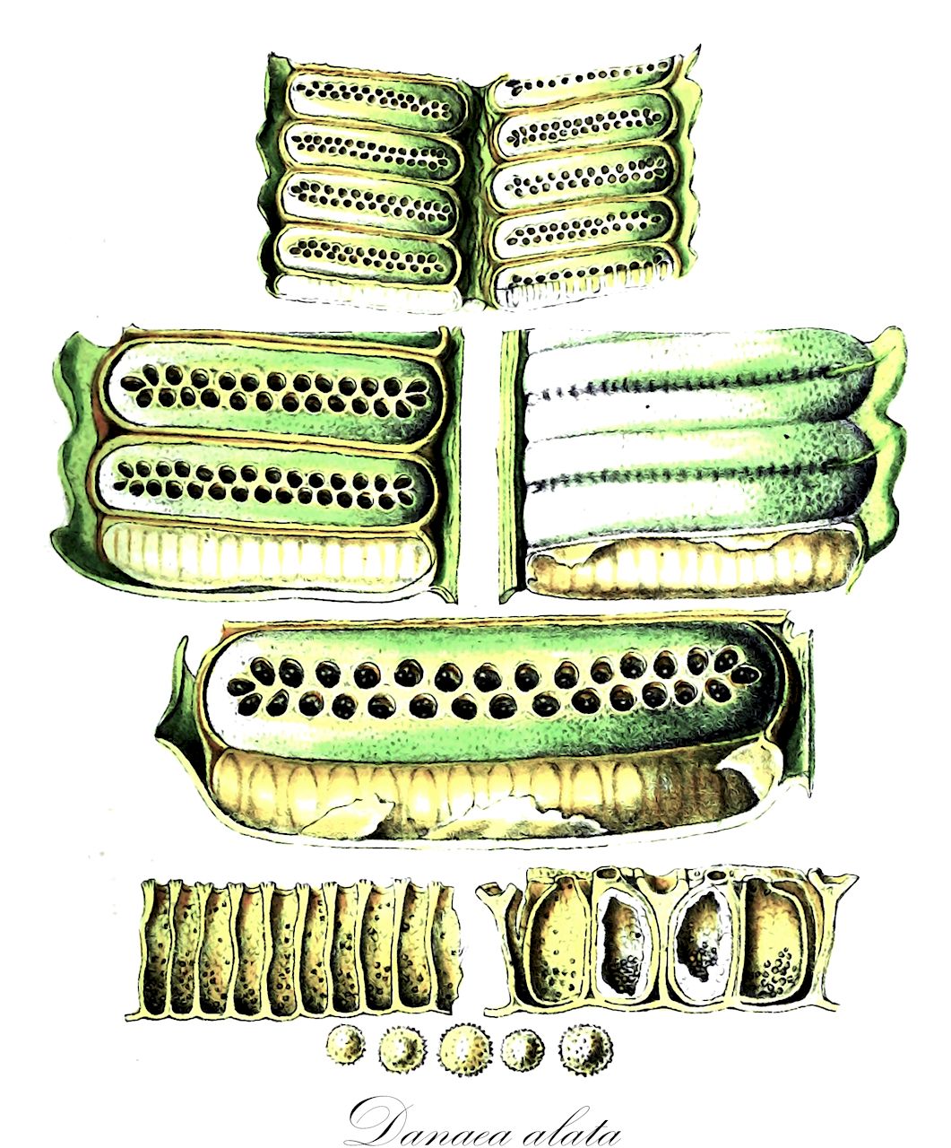 Danaea alata - Marattiaceae,Plantae,Pteridobiotina,Polypodiophyta,Polypodiopsida,Marattiidae,Marattiales,Marattiaceae,Danaea,Danaea alata,Danaea fendleri, Danaea stenophylla, Danaea stenopyhlla, Heterodanaea stenophylla