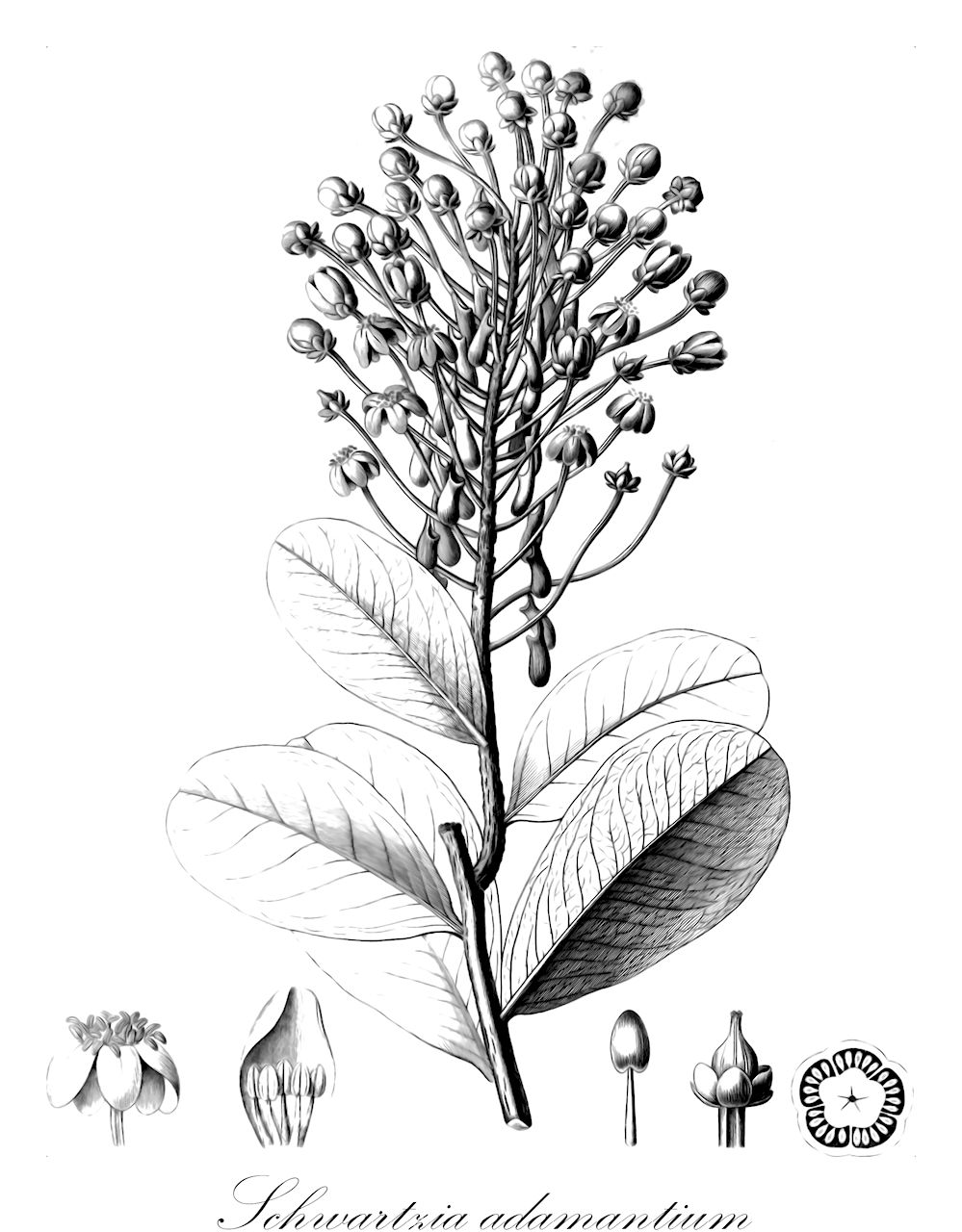 Schwartzia adamantium - Marcgraviaceae,Plantae,Pteridobiotina,Angiosperms,Ericales,Marcgraviaceae,Schwartzia,Schwartzia adamantium,Ascium adamantium, Norantea adamantium