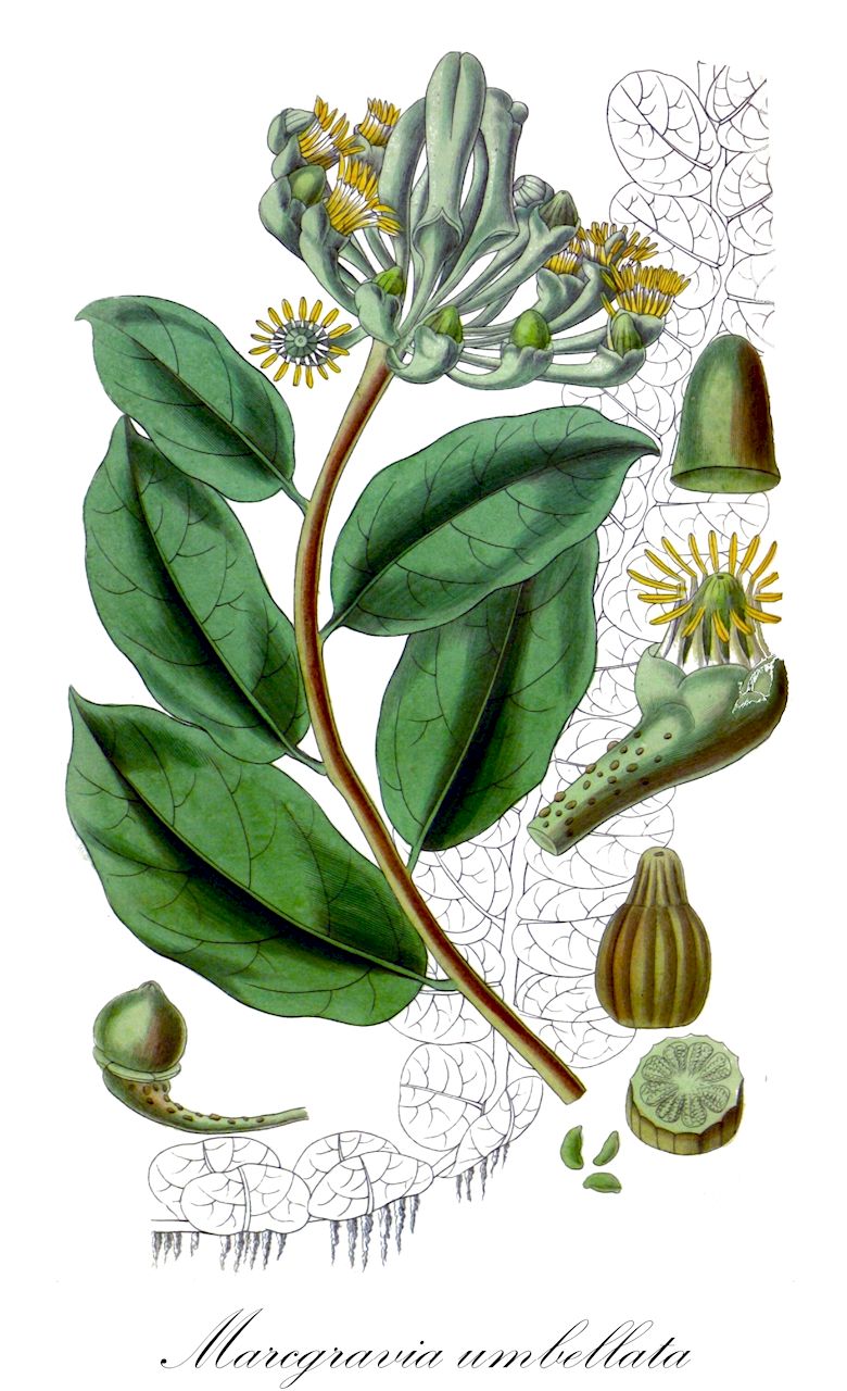 Marcgravia umbellata - Marcgraviaceae,Plantae,Pteridobiotina,Angiosperms,Ericales,Marcgraviaceae,Marcgravia,Marcgravia umbellata