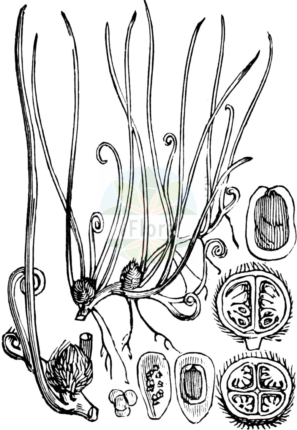 Historische Abbildung von Pilularia globulifera (Kugel-Pillenfarn - Pillwort). Das Bild zeigt Blatt, Bluete, Frucht und Same. ---- Historical Drawing of Pilularia globulifera (Kugel-Pillenfarn - Pillwort). The image is showing leaf, flower, fruit and seed.(Pilularia globulifera,Kugel-Pillenfarn,Pillwort,Pilularia globulifera,Kugel-Pillenfarn,Pillenfarn,Pillwort,Pilularia,Pillenfarn,Pillwort,Marsileaceae,Kleefarngewächse,Waterclover family,Blatt,Bluete,Frucht,Same,leaf,flower,fruit,seed,Fitch et al. (1880))
