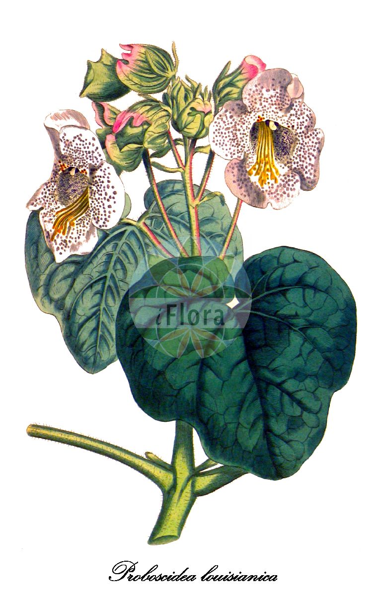 Historische Abbildung von Proboscidea louisianica (Teufelsklaue). Das Bild zeigt Blatt, Bluete, Frucht und Same. ---- Historical Drawing of Proboscidea louisianica (Teufelsklaue). The image is showing leaf, flower, fruit and seed.(Proboscidea louisianica,Teufelsklaue,Martynia louisianica,Martynia proboscidea,Proboscidea,Teufelsklaue,Martyniaceae,Gämshorngewächse,Blatt,Bluete,Frucht,Same,leaf,flower,fruit,seed,Curtis Botanical Magazine (1807))
