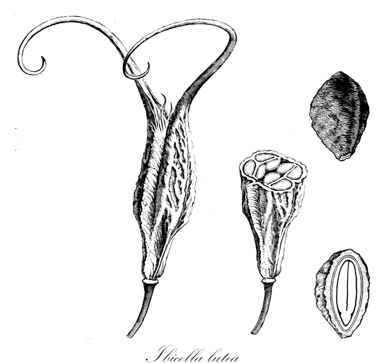 Ibicella lutea - Martyniaceae,Plantae,Pteridobiotina,Angiosperms,Lamiales,Martyniaceae,Ibicella,Ibicella lutea,Ibicella nelsoniana, Martynia lutea, Martynia lutea var. nelsoniana, Martynia montevidensis, Martynia nelsoniana, Proboscidea lutea,Gelbe Einhornpflanze;asta del diablo;cuernos del diablo;torito;geele gemzehoorn;gele gemzehoorn;moeras-melkdistel