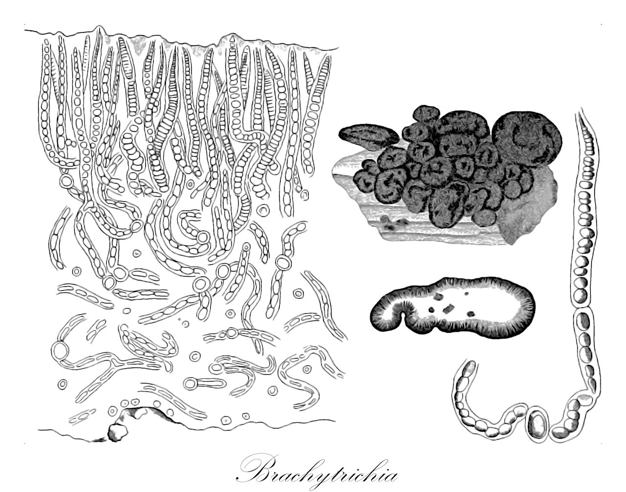 Brachytrichia - Rubiaceae,Biota,Bacteria,Negibacteria,Cyanobacteria,Cyanophyceae,Stigonematales,Mastigocladaceae,Brachytrichia