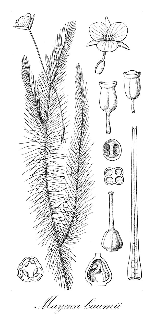 Mayaca baumii - Mayacaceae,Plantae,Pteridobiotina,Angiosperms,Poales,Mayacaceae,Mayaca,Mayaca baumii