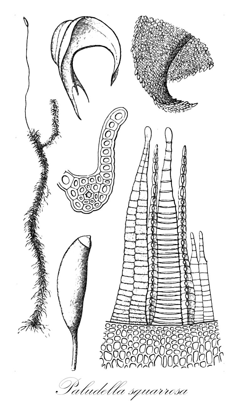 Paludella squarrosa - Meesiaceae,Plantae,Bryobiotina,Bryophyta,Bryopsida,Bryidae,Bryanae,Splachnales,Meesiaceae,Paludella,Paludella squarrosa,Bryum squarrosum, Hypnum paludella, Hypnum squarrosum, Meesia squarrosa, Orthopyxis squarrosa, Paludella squarrosa f. leptocarpa, Pohlia squarrosa