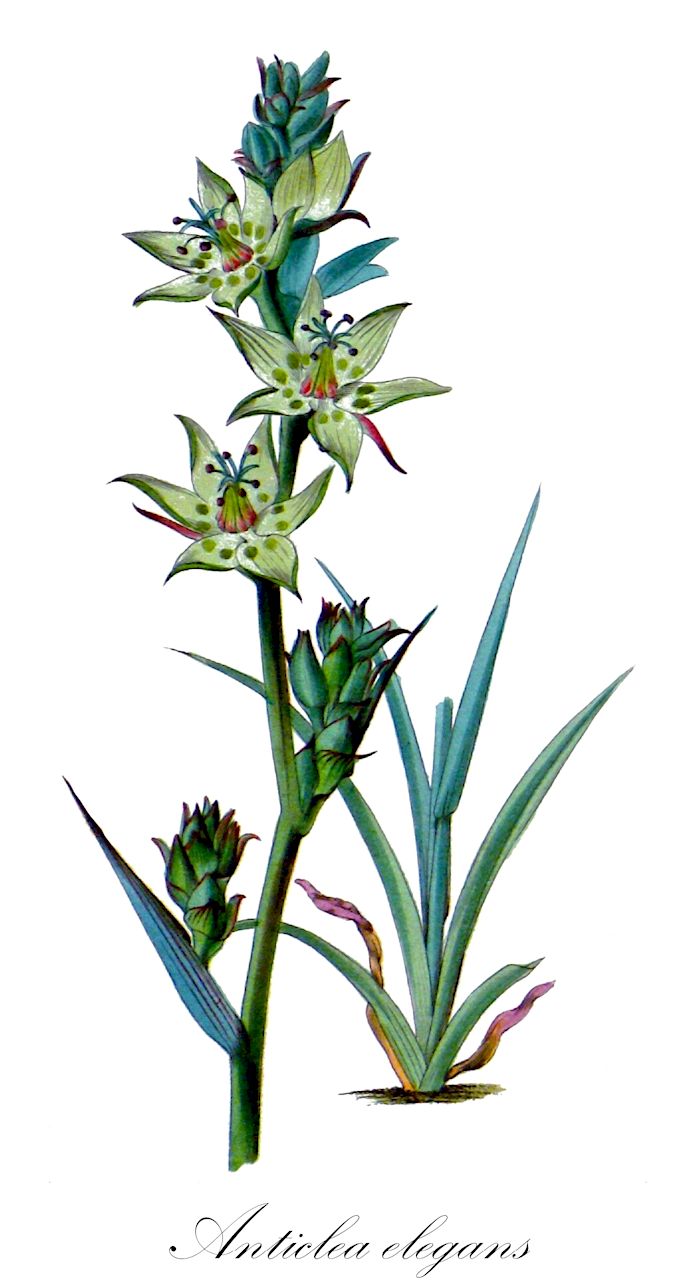 Anticlea elegans - Melanthiaceae,Plantae,Pteridobiotina,Angiosperms,Liliales,Melanthiaceae,Anticlea,Anticlea elegans,Anticlea elegans var. elegans, Zigadenus elegans,Weiße Jochlilie;mountain death camas;zigadène élégant