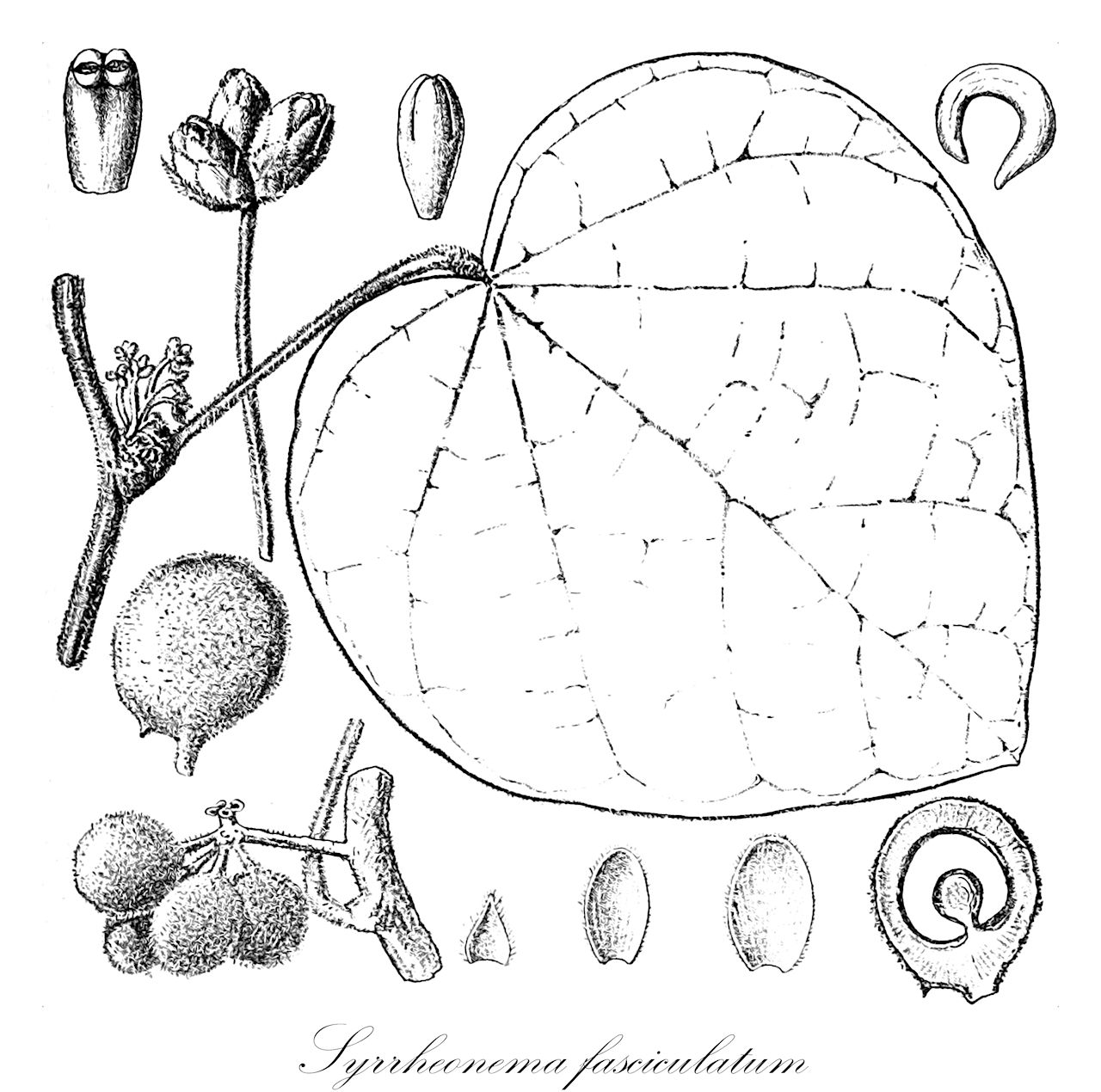 Syrrheonema fasciculatum - Menispermaceae,Plantae,Pteridobiotina,Angiosperms,Ranunculales,Menispermaceae,Syrrheonema,Syrrheonema fasciculatum,Syrrheonema yangambensis, Zenkerophytum cordifolium