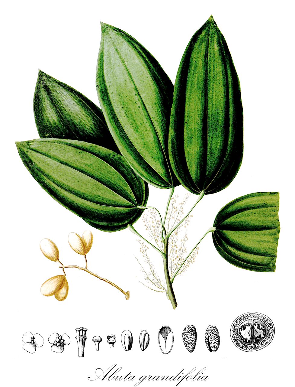 Abuta grandifolia - Menispermaceae,Plantae,Pteridobiotina,Angiosperms,Ranunculales,Menispermaceae,Abuta,Abuta grandifolia,Abuta concolor, Abuta concolor, Abuta guianensis, Anelasma concolor, Anelasma gardnerianum, Anelasma guianense, Anelasma laurifolium, Anelasma laurifolium, Anelasma laurifolium, Anelasma martianum, Anelasma pallidum, Anelasma spruceanum, Anelasma spruceanum, Cocculus grandifolius, Cocculus laevigatus, Trichoa concolor, Trichoa guyanensis