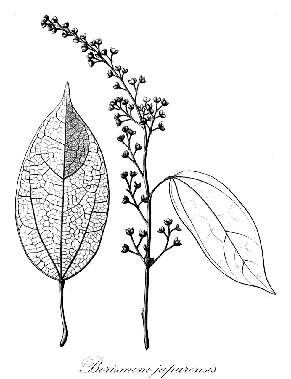 Borismene japurensis - Menispermaceae,Plantae,Pteridobiotina,Angiosperms,Ranunculales,Menispermaceae,Borismene,Borismene japurensis,Anomospermum japurense, Cocculus japurensis, Hyperbaena cuatrecasasii