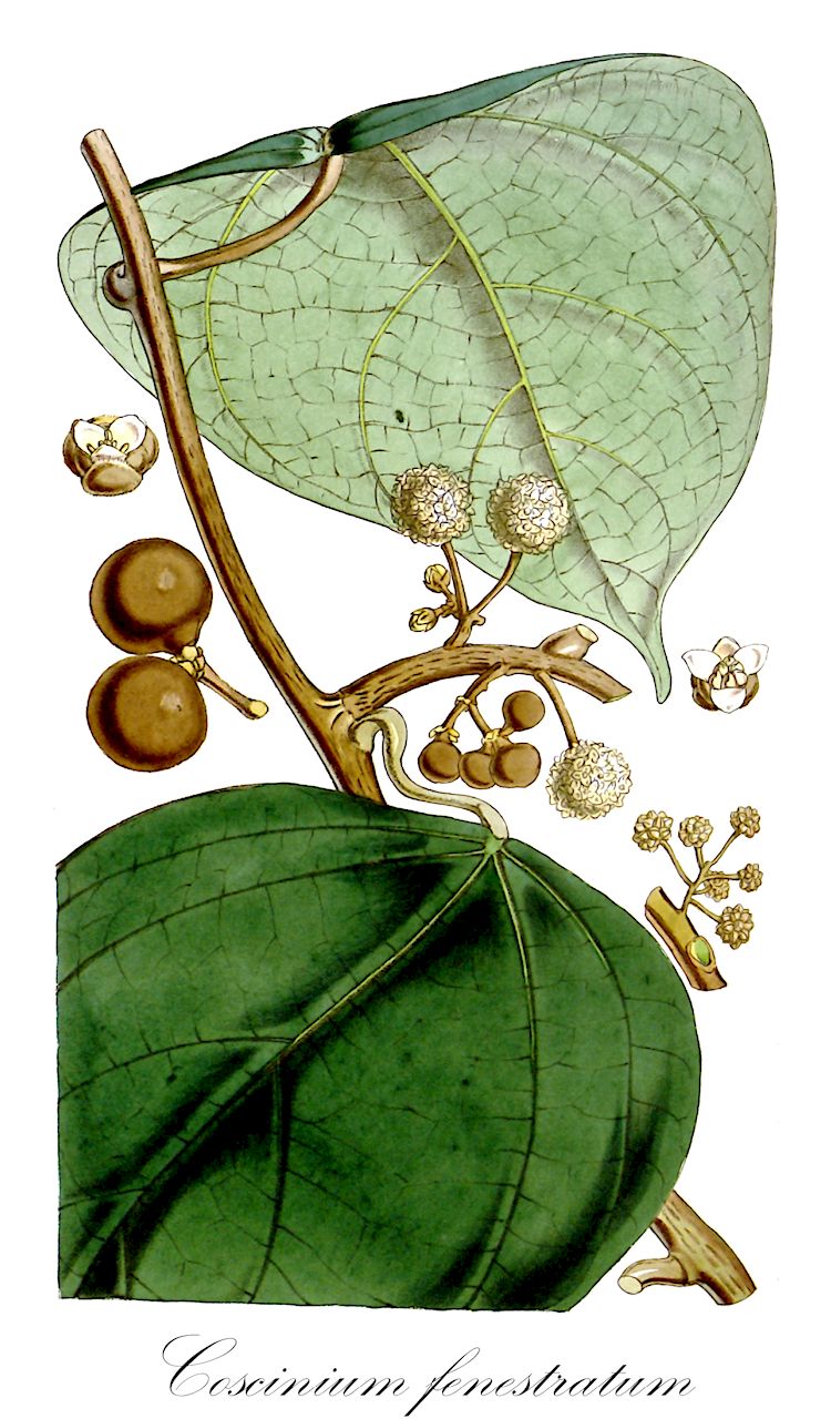 Coscinium fenestratum - Menispermaceae,Plantae,Pteridobiotina,Angiosperms,Ranunculales,Menispermaceae,Coscinium,Coscinium fenestratum,Coscinium fenestratum var. macrophyllum, Coscinium fenestratum var. ovalifolium, Coscinium maingayi, Coscinium miosepalum, Coscinium peltatum, Coscinium usitatum, Coscinium wallichianum, Coscinium wightianum, Menispermum fenestratum, Pereiria medica