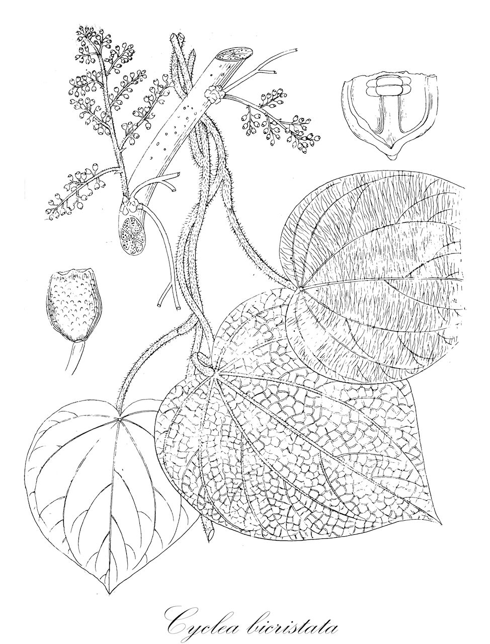 Cyclea bicristata - Menispermaceae,Plantae,Pteridobiotina,Angiosperms,Ranunculales,Menispermaceae,Cyclea,Cyclea bicristata,Cyclea populifolia, Lophophyllum bicristata, Natsiatum gamosepalum, Peraphora robusta