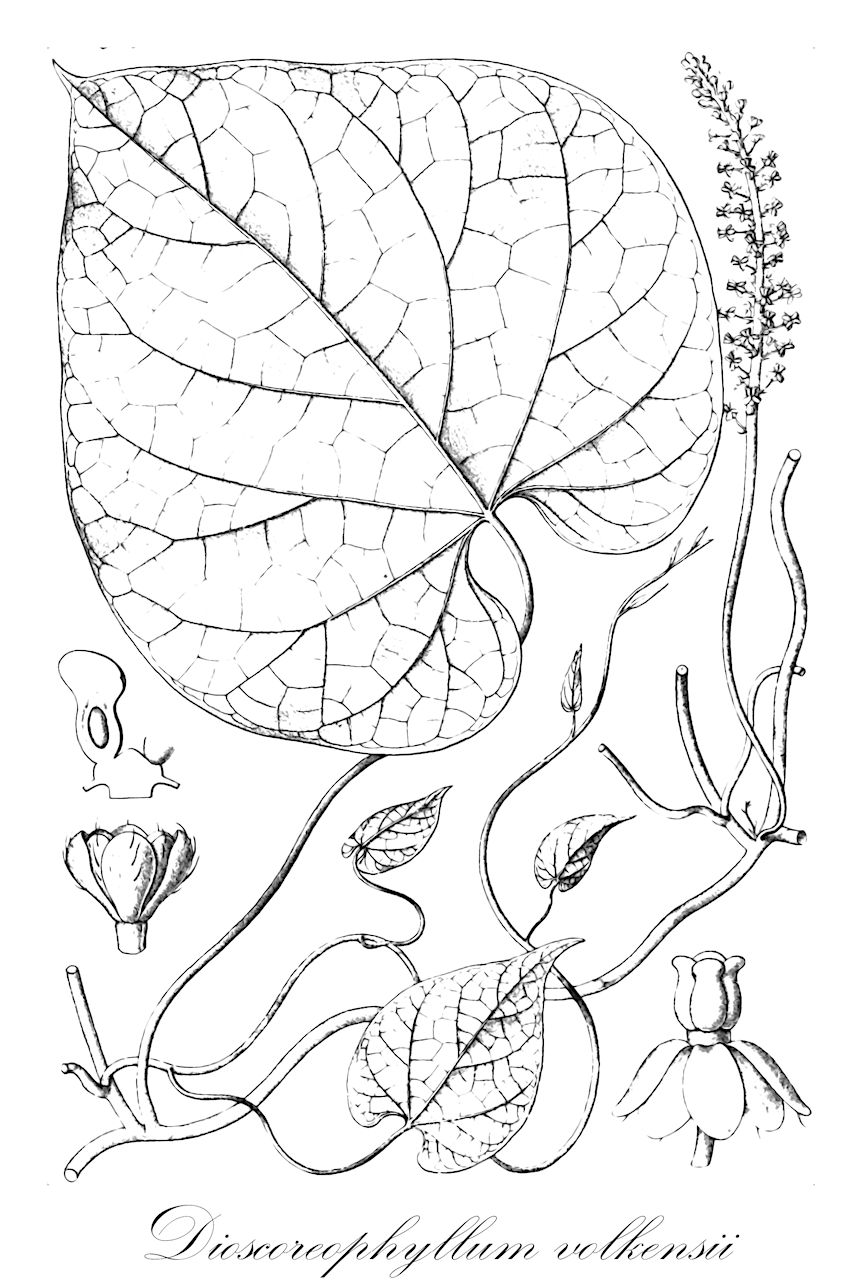 Dioscoreophyllum volkensii - Menispermaceae,Dioscoreophyllum fernandense, Dioscoreophyllum podandrium, Dioscoreophyllum tenerum, Dioscoreophyllum tenerum var. fernandense, Dioscoreophyllum volkensii var. fernandense,Plantae,Pteridobiotina,Angiosperms,Ranunculales,Menispermaceae,Dioscoreophyllum,Dioscoreophyllum volkensii