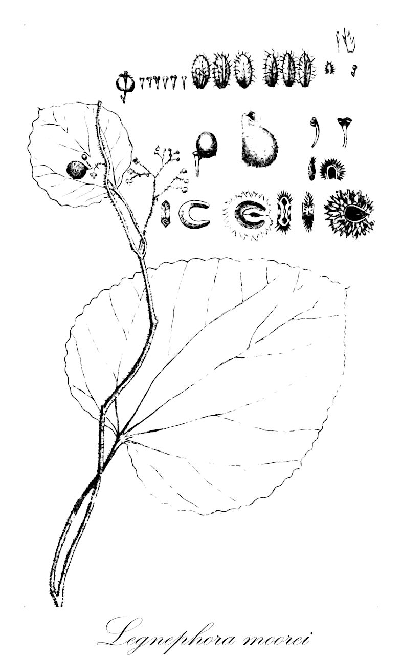 Legnephora moorei - Menispermaceae,Cebatha moorei, Cocculus moorei, Legnephora moorei var. subacuta, Legnephora moorei var. typica,Plantae,Pteridobiotina,Angiosperms,Ranunculales,Menispermaceae,Legnephora,Legnephora moorei