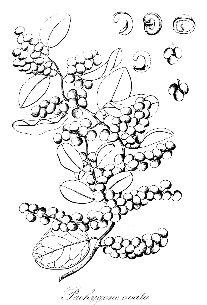 Pachygone ovata - Menispermaceae,Plantae,Pteridobiotina,Angiosperms,Ranunculales,Menispermaceae,Pachygone,Pachygone ovata,Cebatha pubescens, Cissampelos ovata, Cocculus brachystachyus, Cocculus leptostachyus, Cocculus ovatus, Cocculus plukenetii, Cocculus wightianus, Koon zeylanicus, Limacia nativitatis, Menispermum brachystachyon, Menispermum leptostachyon, Pachygone adversa, Pachygone brachystachys, Pachygone concinna, Pachygone hebephylla, Pachygone hullsii, Pachygone laevigata, Pachygone leptostachys, Pachygone ovata var. dasyphylla, Pachygone ovata var. rotundifolia, Pachygone plukenetii, Pachygone pubescens, Pachygone wightiana, Pachygone zeylanica, Tinospora hullsii, Tristichocalyx pubescens