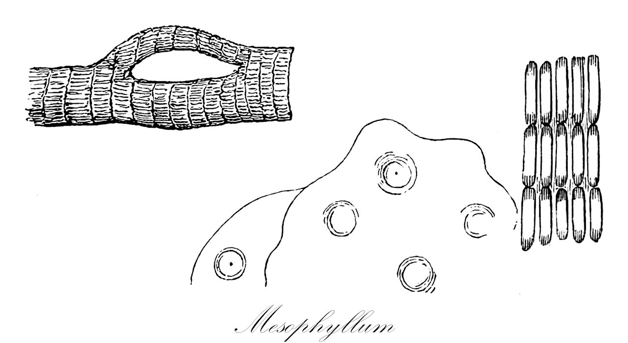 Mesophyllum - Mesophyllumaceae,Biota,Plantae,Rhodophyta,Eurhodophytina,Florideophyceae,Corallinales,Mesophyllumaceae,Mesophyllum,Polyporolithon, Stereophyllum