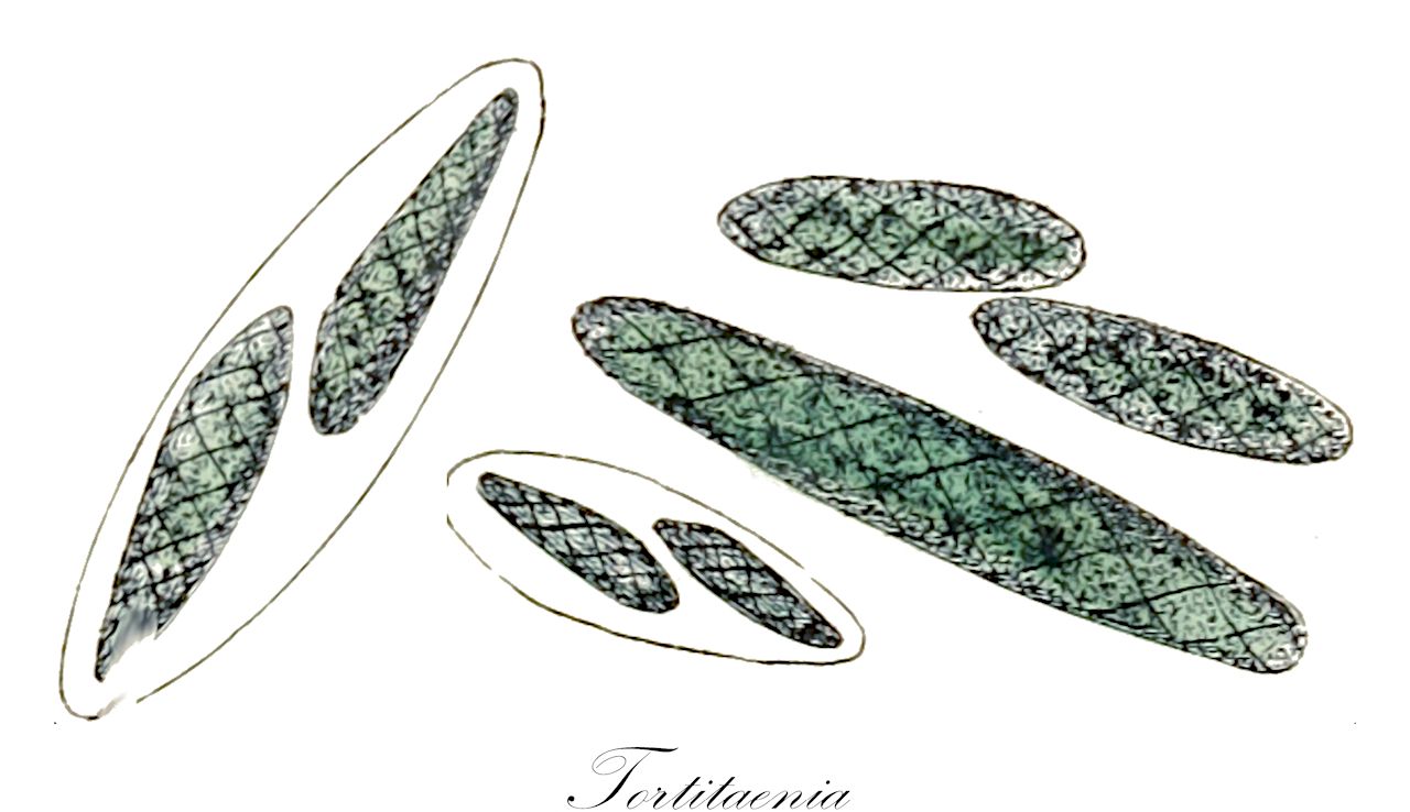 Tortitaenia - Charophyta,Biota,Plantae,Charophyta,Conjugatophyceae,Zygnematales,Mesotaeniaceae,Tortitaenia