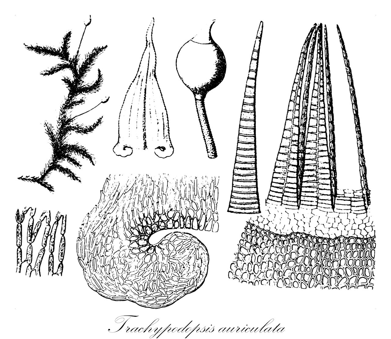 Trachypodopsis auriculata - Meteoriaceae,Plantae,Bryobiotina,Bryophyta,Bryopsida,Bryidae,Hypnanae,Hypnales,Meteoriaceae,Trachypodopsis,Trachypodopsis auriculata,Hemiragis ornans, Hookeria ornans, Papillaria auriculata, Trachypodopsis ornans, Trachypus auriculatus, Trachypus ornans, Trachypus ornans f. simplex