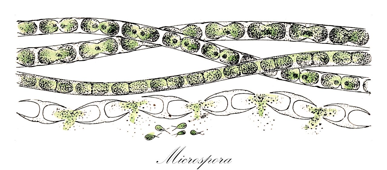 Microspora - Chlorophyta,Biota,Plantae,Chlorophyta,Chlorophytina,Chlorophyceae,Sphaeropleales,Microsporaceae,Microspora