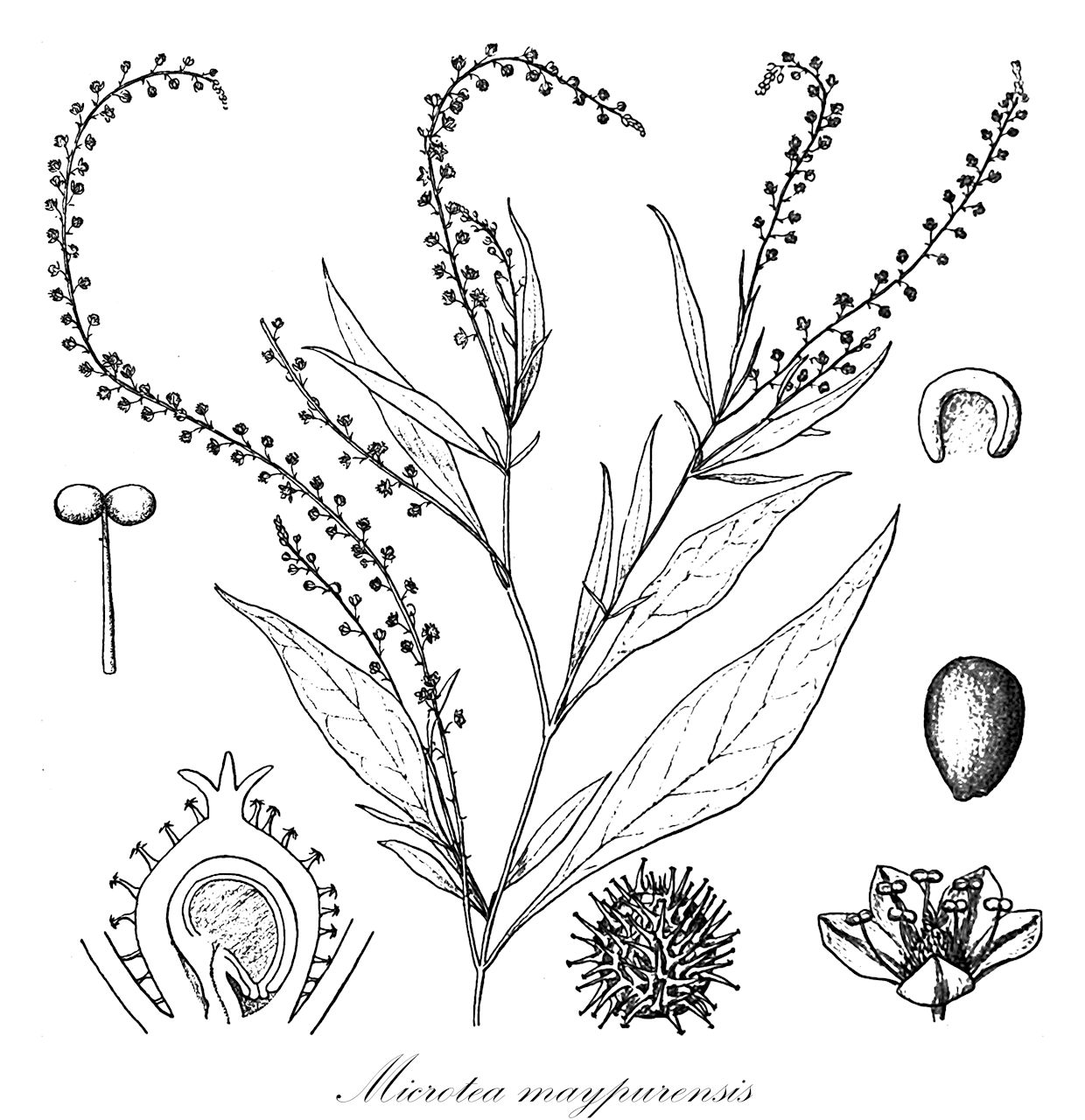 Microtea maypurensis - Microteaceae,Plantae,Pteridobiotina,Angiosperms,Caryophyllales,Microteaceae,Microtea,Microtea subgen. Ancistrocarpus,Microtea maypurensis,Ancistrocarpus maypurensis, Ancistrocarpus schrankii, Ceratococca maypurensis, Microtea glochidata subsp. lanceolata, Microtea sprengelii, Potamophila parviflora