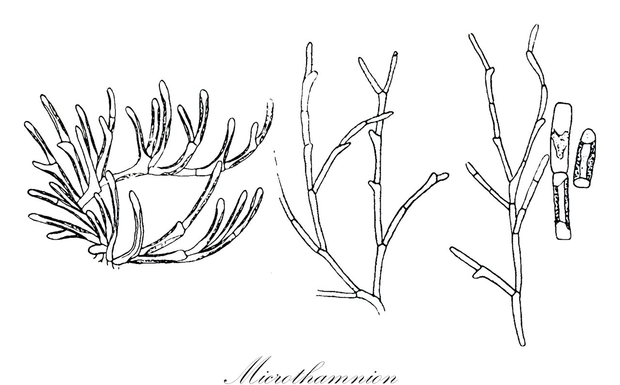 Microthamnion - Chlorophyta,Biota,Plantae,Chlorophyta,Chlorophytina,Trebouxiophyceae,Microthamniales,Microthamniaceae,Microthamnion