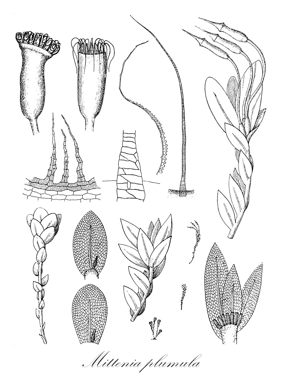 Mittenia plumula - Mitteniaceae,Plantae,Bryobiotina,Bryophyta,Bryopsida,Dicranidae,Mitteniales,Mitteniaceae,Mittenia,Mittenia plumula,Mittenia rotundifolia, Mniopsis plumula, Mniopsis rotundifolia