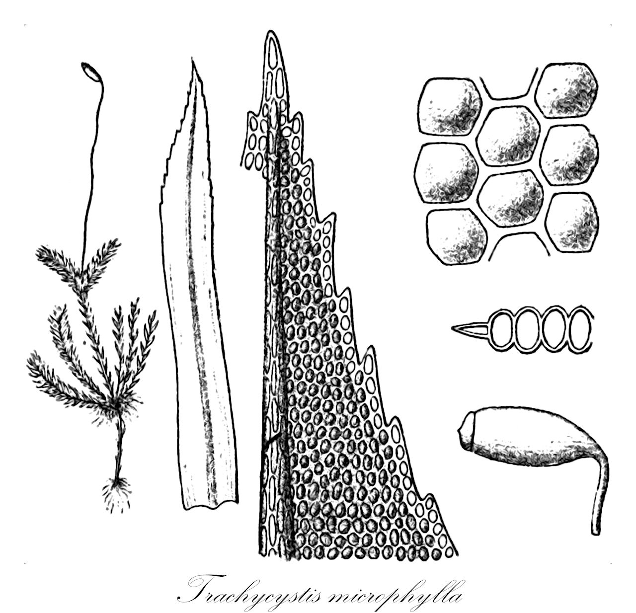 Trachycystis microphylla - Mniaceae,Plantae,Bryobiotina,Bryophyta,Bryopsida,Bryidae,Bryanae,Bryales,Mniaceae,Trachycystis,Trachycystis microphylla,Mnium microphyllum, Mnium microphyllum var. tenellum, Mnium radiatum, Rhizogonium microphyllum, Rhizogonium radiatum, Rhizogonium sieboldii, Trachycystis microphylla var. tenella, Trachycystis radiata