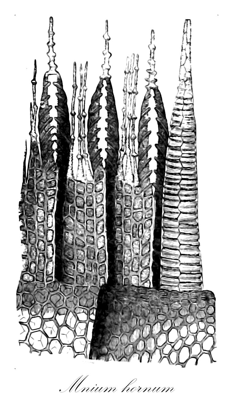 Mnium hornum - Mniaceae,Plantae,Bryobiotina,Bryophyta,Bryopsida,Bryidae,Bryanae,Bryales,Mniaceae,Mnium,Mnium hornum,Astrophyllum hornum, Bryum hornum, Bryum stellatum, Hypnum hornum, Mnium hornum var. rivulare, Mnium hornum var. schultzii, Mnium hornum var. sublaeve, Mnium integrifolium, Polla horna