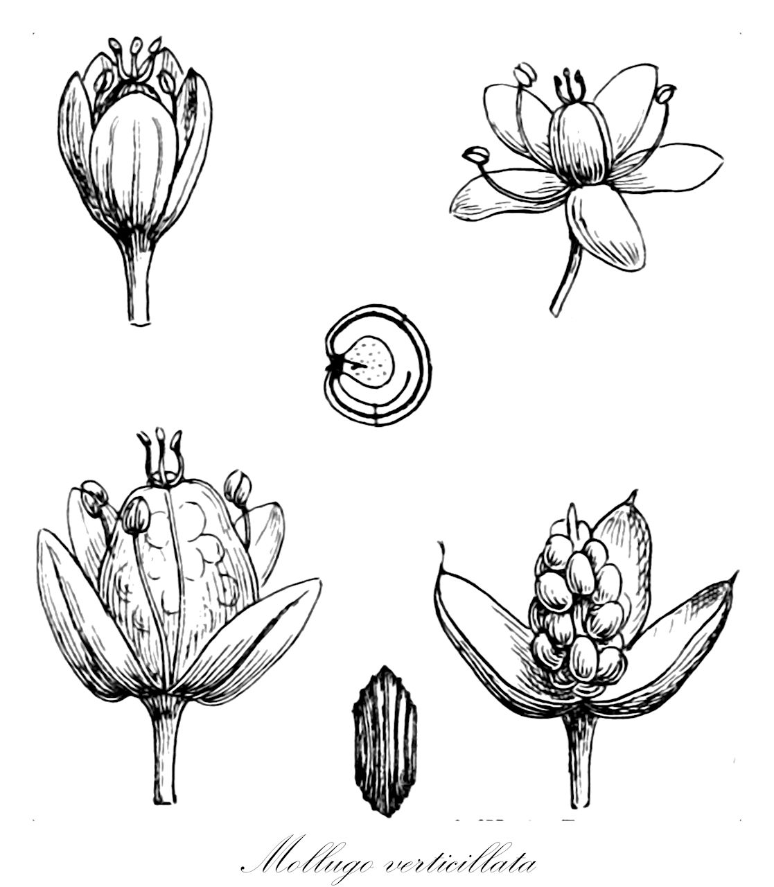 Mollugo verticillata - Molluginaceae,Plantae,Pteridobiotina,Angiosperms,Caryophyllales,Molluginaceae,Mollugo,Mollugo verticillata,Mollugo arenaria, Mollugo axillaris, Mollugo chevalieri, Mollugo costata, Mollugo dichotoma, Mollugo diffusa, Mollugo hoffmannseggiana, Mollugo juncea, Mollugo schrankii, Mollugo spergulaefolia, Mollugo triphylla, Pharnaceum arenarium, Pharnaceum hoffmannseggianum, Pharnaceum verticellatum,Quirliges Teppichkraut;carpet-weed;mollugo verticillé;green carpet-weed;indian chickweed;mollugine;Mollugine verticillée;mollugine;hierba alfombra;mofungo;verdolaga alfombra;alfombra;tomillo;clavellina montés;clavellina montes;Mollugo verticillata;mollugo;capim-tapete;моллюго мутовчатая;kransört;kurumabazakuroso;kurumaba-zakuro-sô;クルマバザクロソウ;zhǒng léng sù mǐ cǎo;种棱粟米草