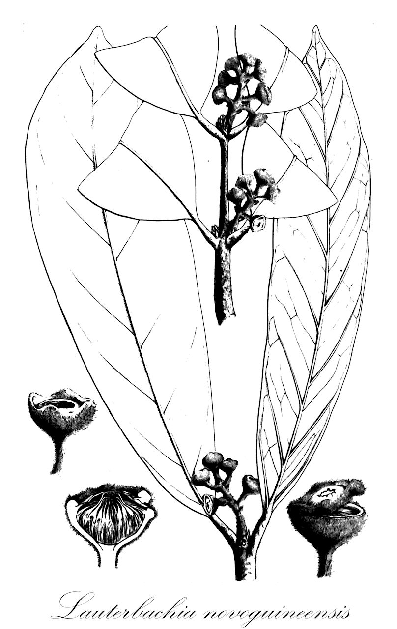 Lauterbachia novoguineensis - Monimiaceae,Plantae,Pteridobiotina,Angiosperms,Laurales,Monimiaceae,Lauterbachia,Lauterbachia novoguineensis