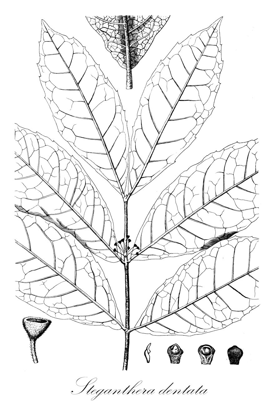 Steganthera dentata - Monimiaceae,Plantae,Pteridobiotina,Angiosperms,Laurales,Monimiaceae,Steganthera,Steganthera dentata,Anthobembix dentatus