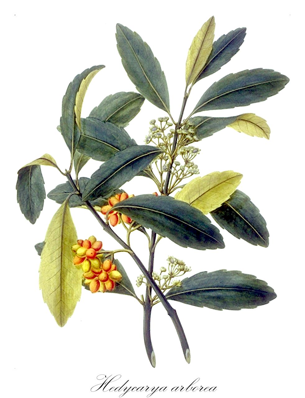 Hedycarya arborea - Monimiaceae,Hedycarya bengalensis, Hedycarya dentata, Hedycarya hirsuta, Hedycarya scabra,Plantae,Pteridobiotina,Angiosperms,Laurales,Monimiaceae,Hedycarya,Hedycarya arborea