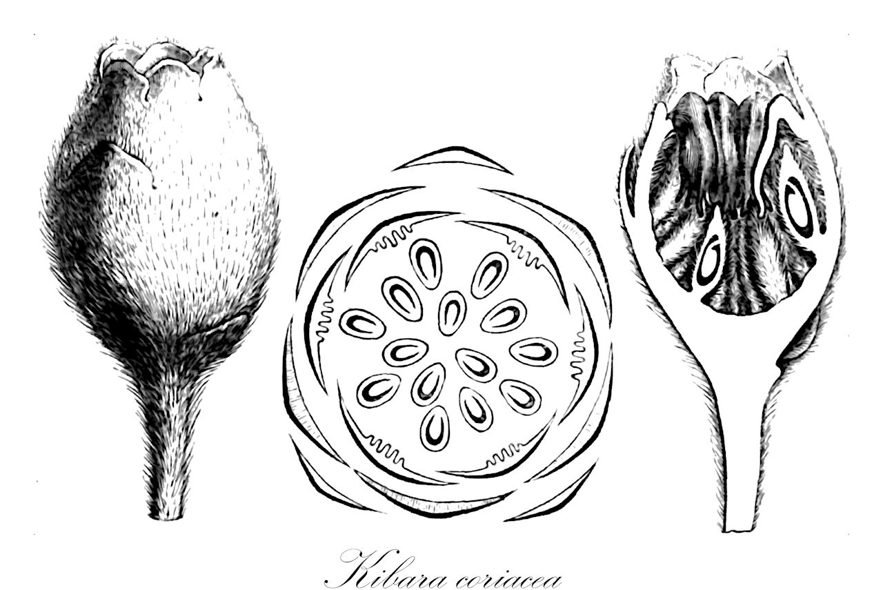 Kibara coriacea - Monimiaceae,Plantae,Pteridobiotina,Angiosperms,Laurales,Monimiaceae,Kibara,Kibara coriacea,Brongniartia coriacea, Kibara angustifolia, Kibara blumei, Kibara chartacea, Kibara clemensiae, Kibara cuspidata, Kibara dichasialis, Kibara ellipsoidea, Kibara grandifolia, Kibara inamoena, Kibara longipes, Kibara macrocarpa, Kibara macrophylla, Kibara merrilliana, Kibara mollis, Kibara motleyi, Kibara schlechteri, Kibara serrulata, Kibara stapfiana, Kibara tomentosa, Kibara trichantha, Kibara vidalii, Kibara warburgii, Matthaea ellipsoidea, Mollinedia coriacea, Sarcodiscus chloranthiformis, Sciadicarpus brongniartii