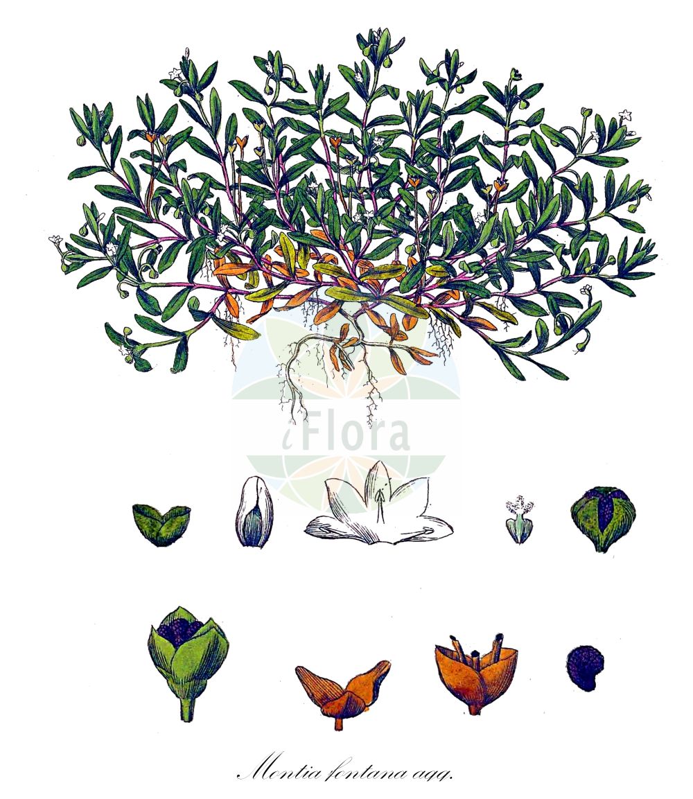 Historische Abbildung von Montia fontana agg. (Acker-Quellkraut - Blinks). Das Bild zeigt Blatt, Bluete, Frucht und Same. ---- Historical Drawing of Montia fontana agg. (Acker-Quellkraut - Blinks). The image is showing leaf, flower, fruit and seed.(Montia fontana agg.,Acker-Quellkraut,Blinks,Montia fontana agg.,Acker-Quellkraut,Bach-Quellkraut,Brunnen-Quellkraut,Glanz-Quellkraut,Glattsamiges Quellkraut,Kleines Quellkraut,Portugiesisches Quellkraut,Rausamiges Quellkraut,Veraenderliches Quellkraut,Blinks,Annual Water Minerslettuce,Montia,Quellkraut,Minerslettuce,Montiaceae,Quellkrautgewächse,Montia family,Blatt,Bluete,Frucht,Same,leaf,flower,fruit,seed,Curtis (1777-1798))