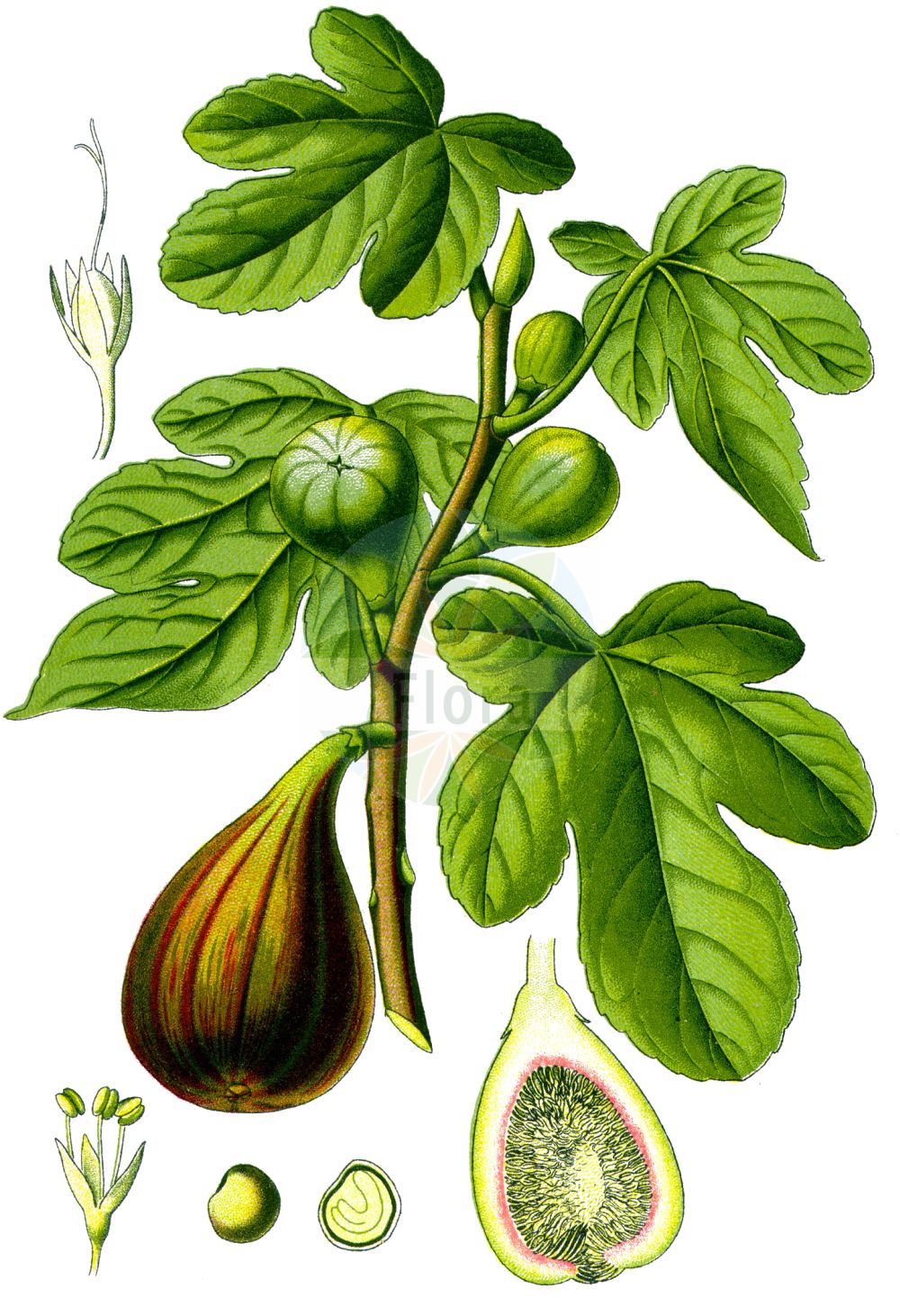 Historische Abbildung von Ficus carica (Fig). Das Bild zeigt Blatt, Bluete, Frucht und Same. ---- Historical Drawing of Ficus carica (Fig). The image is showing leaf, flower, fruit and seed.(Ficus carica,Fig,Ficus caprificus,Ficus carica,Ficus hyrcana,Ficus,Moraceae,Maulbeergewächse,Mulberry family,Blatt,Bluete,Frucht,Same,leaf,flower,fruit,seed,Thomé (1885))