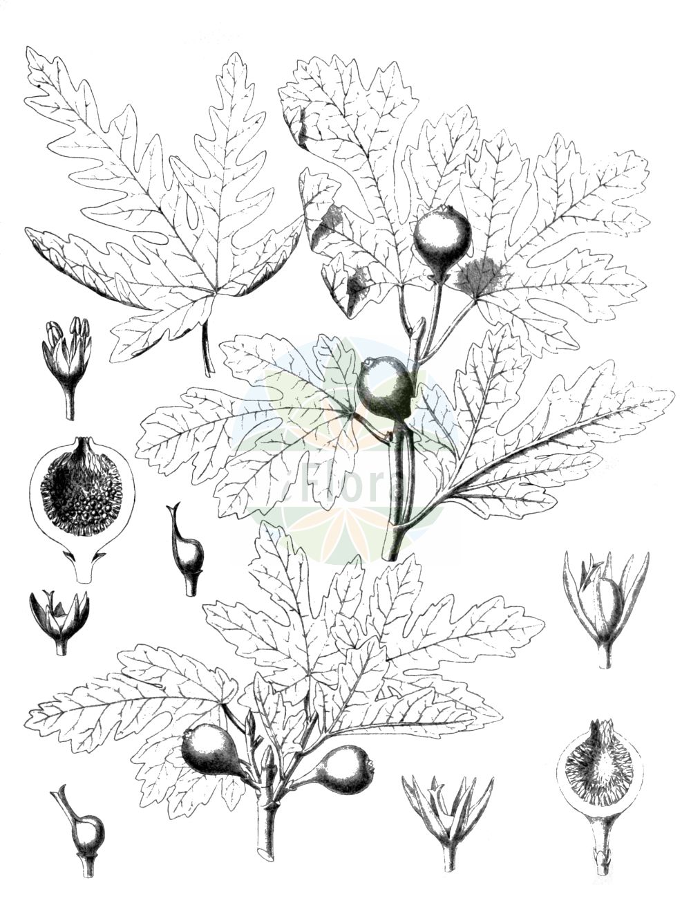 Historische Abbildung von Ficus carica (Fig). Das Bild zeigt Blatt, Bluete, Frucht und Same. ---- Historical Drawing of Ficus carica (Fig). The image is showing leaf, flower, fruit and seed.(Ficus carica,Fig,Ficus caprificus,Ficus carica,Ficus hyrcana,Ficus,Moraceae,Maulbeergewächse,Mulberry family,Blatt,Bluete,Frucht,Same,leaf,flower,fruit,seed)