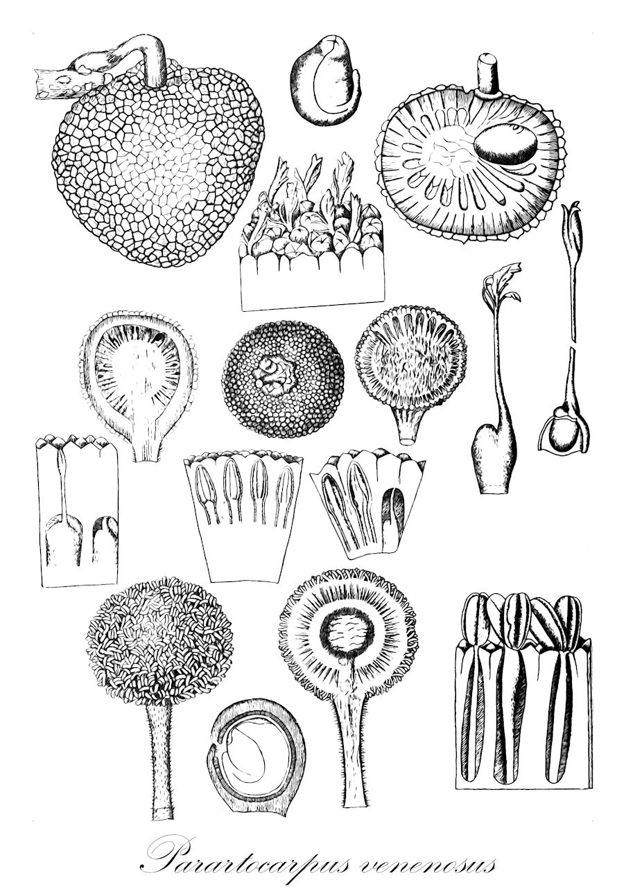 Parartocarpus venenosus - Moraceae,Plantae,Pteridobiotina,Angiosperms,Rosales,Moraceae,Parartocarpus,Parartocarpus venenosus,Artocarpus forbesii, Artocarpus involucratus, Artocarpus riedelii, Artocarpus tylophyllus, Artocarpus venenosus, Artocarpus venosa, Artocarpus woodii, Gymnartocarpus triandra, Gymnartocarpus venenosa, Gymnartocarpus woodii, Parartocarpus beccariana, Parartocarpus borneensis, Parartocarpus excelsa, Parartocarpus involucrata, Parartocarpus microcarpus, Parartocarpus papuana, Parartocarpus triandrus, Parartocarpus woodii, Saccus forbesii, Saccus tylophyllus