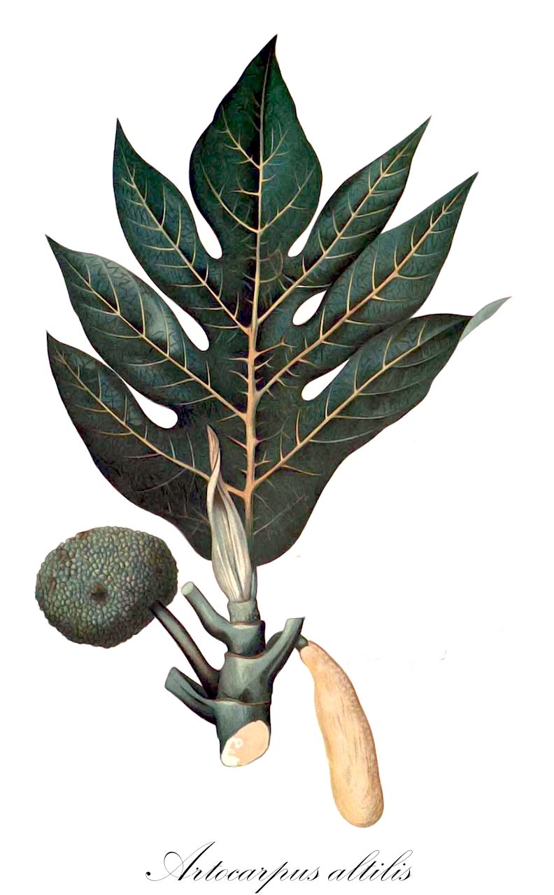 Artocarpus altilis - Moraceae,Plantae,Pteridobiotina,Angiosperms,Rosales,Moraceae,Artocarpus,Artocarpus altilis,Artocarpus altilis var. non-seminiferus, Artocarpus altilis var. seminiferus, Artocarpus communis, Artocarpus incisifolius, Artocarpus incisus, Artocarpus incisus var. non-seminiferus, Artocarpus incisus var. seminiferus, Artocarpus laevis, Artocarpus papuanus, Artocarpus rima, Radermachia incisa, Saccus communis, Saccus laevis, Sitodium altile,Brotfruchtbaum