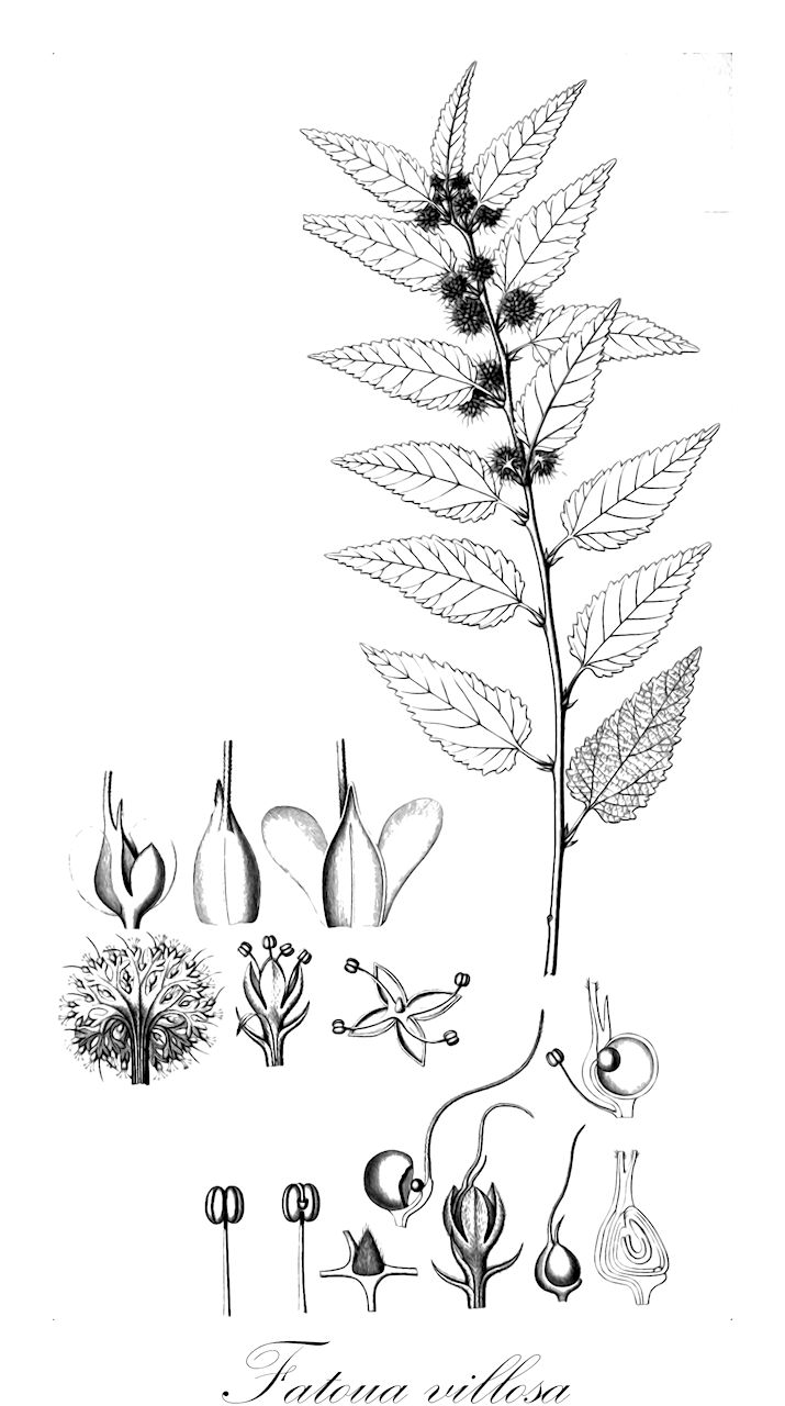 Fatoua villosa - Moraceae,Plantae,Pteridobiotina,Angiosperms,Rosales,Moraceae,Fatoua,Fatoua villosa,Boehmeriopsis pallida, Fatoua aspera, Fatoua cordata, Fatoua globulifera, Fatoua japonica, Fatoua lanceolata, Fatoua scabra, Fatoua subcordata, Fleurya glechomifolia, Fleurya globulifera, Fleurya scabra, Urtica villosa,mulberry-weed